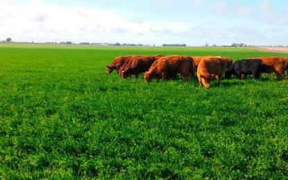 Me verás volver: el novillo argentino, ¿y su regreso triunfal?