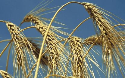 Trigo: el USDA redujo las exportaciones de Rusia y Ucrania, pero el mercado siguió en baja