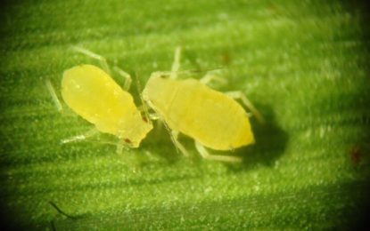 El Senasa declaró la emergencia fitosanitaria por el pulgón amarillo del sorgo