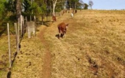 La policia brasilera desarmó una organización que contrabandeaba ganado desde Argentina
