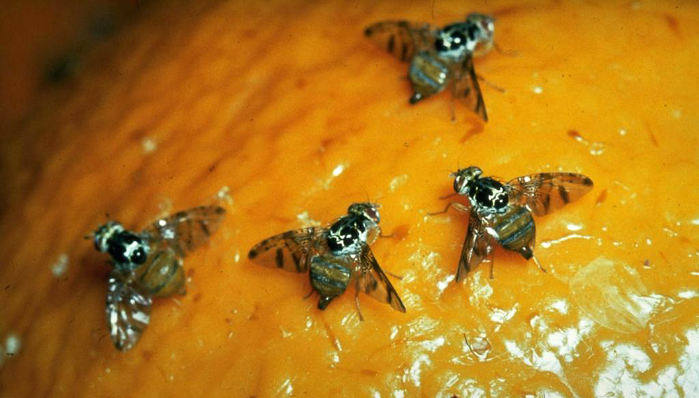 El Senasa declaró la emergencia fitosanitaria por la mosca de los frutos en Río Negro