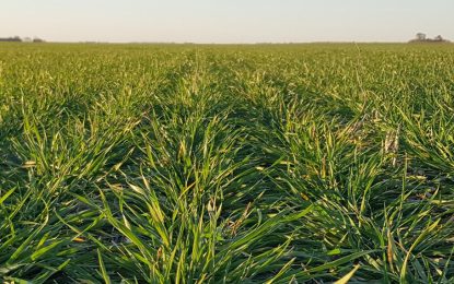 Campaña 2022/23: las decisiones, macro y micro, para aplicar fertilizantes a precios muy altos