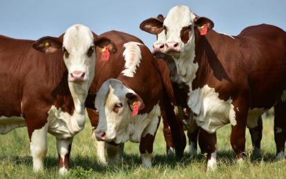 Además del fútbol, este año hay otro mundial: el de la raza Braford y se juega en Argentina