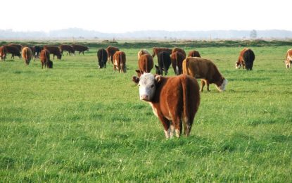 Una relación de precios históricamente alta alienta la retención de vientres