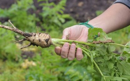 Agricultura “orgánica” vs convencional: los datos que arrojó un estudio realizado en Suecia