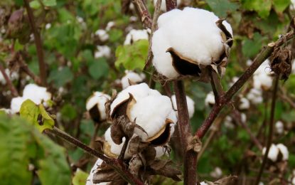 El algodón suma una variedad “made in” Argentina, con características casi únicas en el mundo