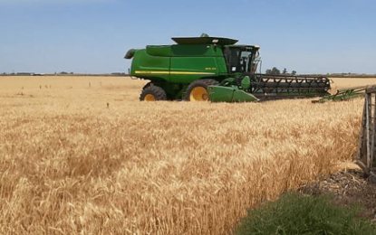 En el inicio de A Todo Trigo, el Gobierno lanzó un plan para llegar a 25 millones de toneladas del cereal