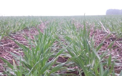 Con un posible aumento del área, algunas recomendaciones para la siembra de cebada