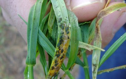 Pulgones y orugas, las plagas destacadas en el trigo en este momento