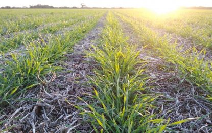 Para la siembra de trigo, el único optimista es el Gobierno