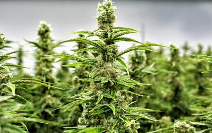 El Gobierno promulgó la Ley de Cannabis Medicinal y Cáñamo Industrial