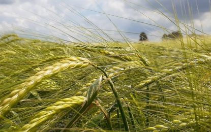 Cebada: el clima en los principales países productores está cambiando todo
