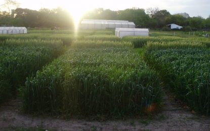 Aunque crece en medio del frío, al trigo le sientan bien las noches cálidas
