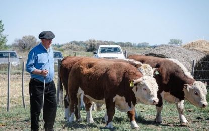 Un plan para poblar la Patagonia con los mejores toros
