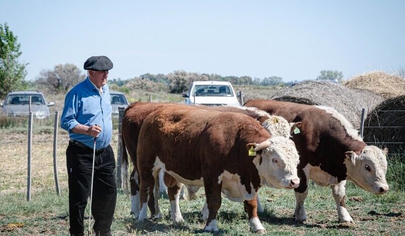 Un plan para poblar la Patagonia con los mejores toros