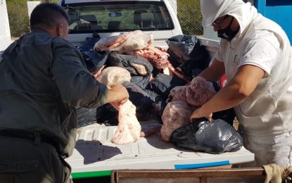 Por faena clandestina, decomisan 500 kilos de carne en el norte de Córdoba