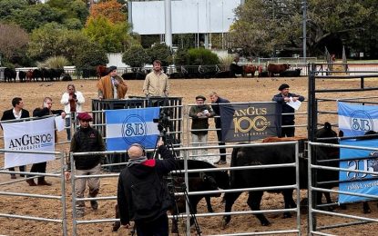 Centenario Angus: la Mejor Hembra Puro Controlado se vendió a $ 700.000