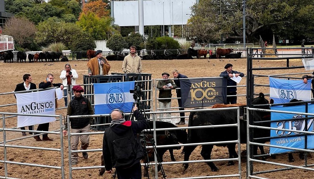 Centenario Angus: la Mejor Hembra Puro Controlado se vendió a $ 700.000