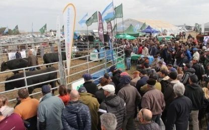 Remate de reproductores de raza: un toro Angus fue el rey en Agroactiva