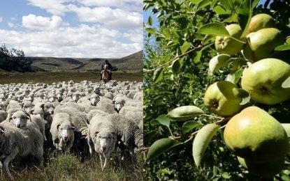 De 5.500 hectáreas a 4,3 millones: el crecimiento de la producción “orgánica” en Argentina