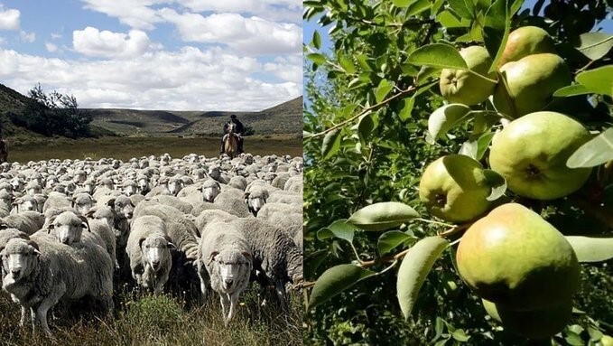 De 5.500 hectáreas a 4,3 millones: el crecimiento de la producción “orgánica” en Argentina