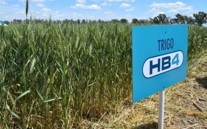 El trigo HB4 dio un primer paso para su aprobación también en Estados Unidos
