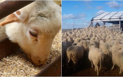 Con un cambio del menú, las ovejas producen más leche y de mejor calidad