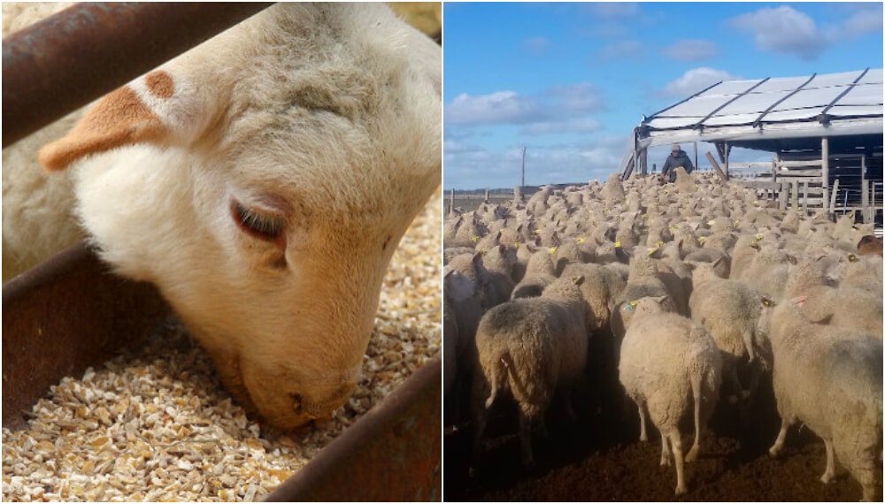 Con un cambio del menú, las ovejas producen más leche y de mejor calidad