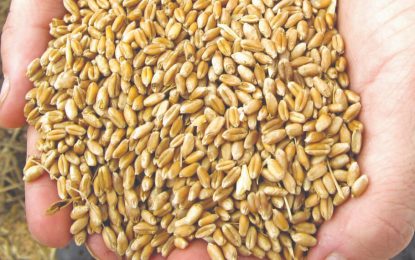 Trigo: el tratamiento de semillas, clave para asegurar un buen inicio del cultivo