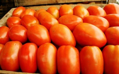 El tomate, en su salsa en Mendoza: la superficie cultivada aumentó 30%