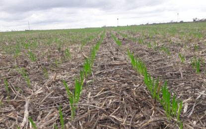 Esperando las lluvias inminentes en zona centro, allí el trigo perdió 400.000 hectáreas