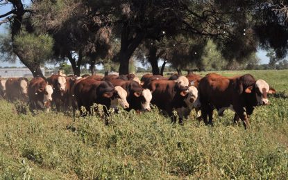 Con más sanidad, Buenos Aires busca producir 870.000 terneros más en los próximos tres años