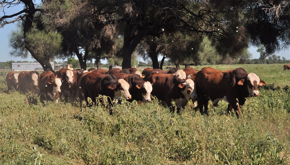 Con más sanidad, Buenos Aires busca producir 870.000 terneros más en los próximos tres años