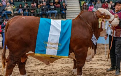 En las cabañas Los Guasunchos y El Estribo se alojan los mejores reproductores Braford del país