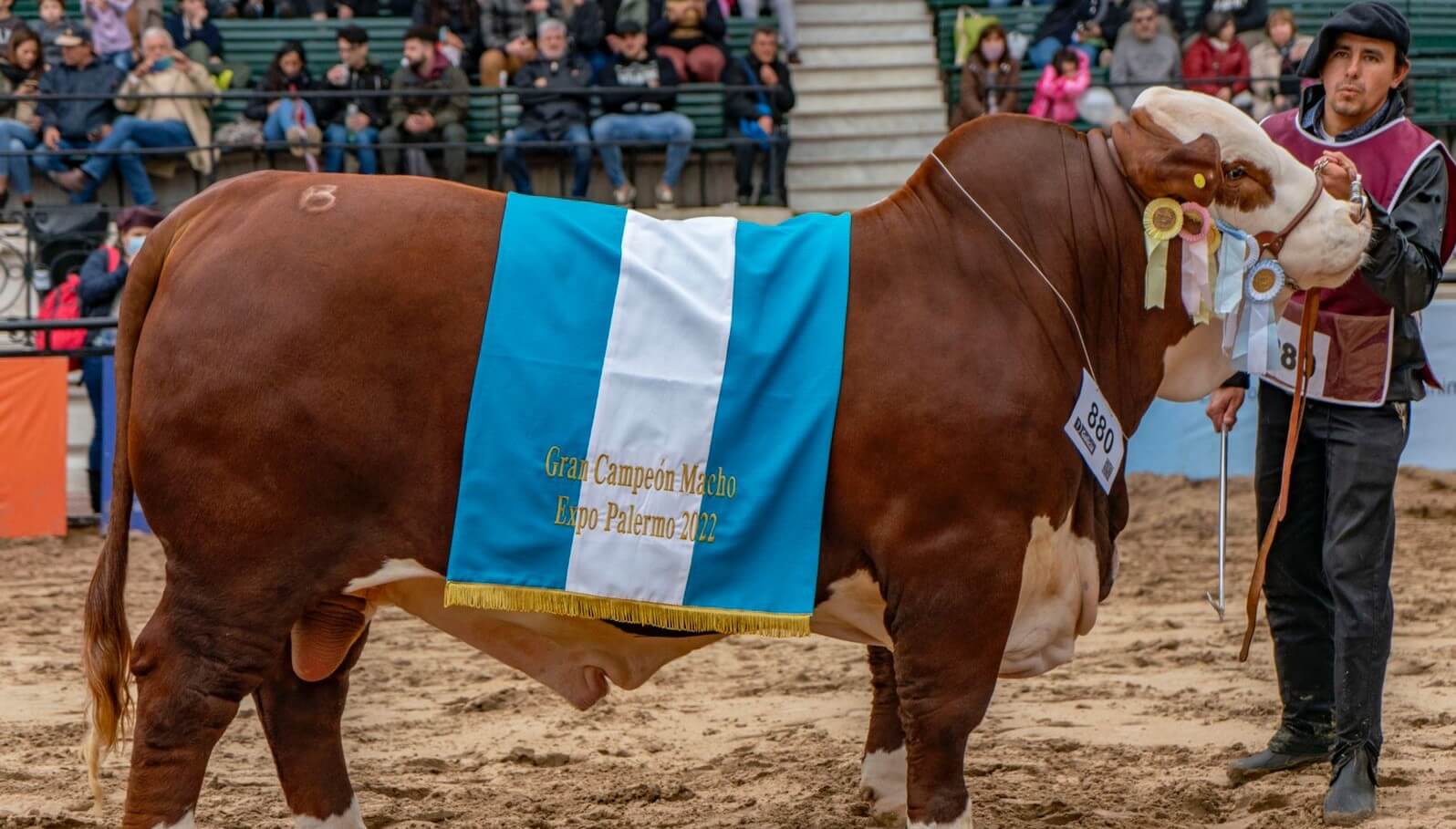 En las cabañas Los Guasunchos y El Estribo se alojan los mejores reproductores Braford del país