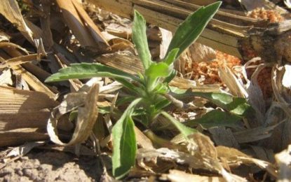 Una lucha que arranca en invierno: las tres llaves para cerrarles la puerta a las malezas primaverales