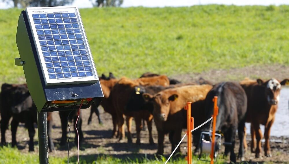 Junto a la FAO, el Senasa trabajará para aportar sustentabilidad a la ganadería