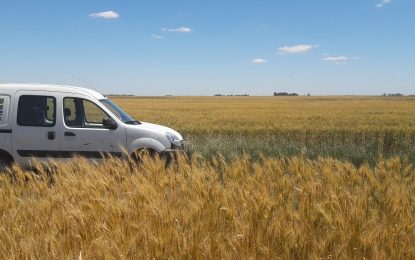 30 años de datos a campo: cómo es el mapa que permite aprovechar al máximo las lluvias para el trigo