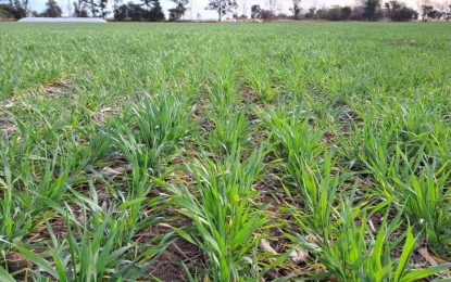 Trigo: cómo reducir el estrés por la sequía y conseguir más rendimiento