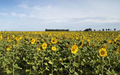 Girasol: “Tenemos cinco años de oportunidad para posicionarnos en el mercado internacional”