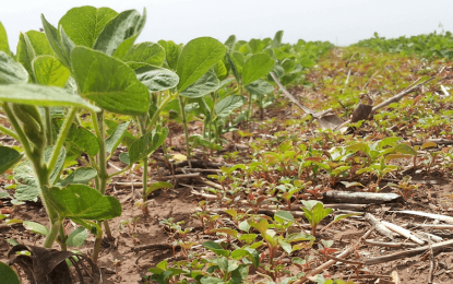 El perjuicio de las malezas: en soja, se puede perder más de la mitad del rinde