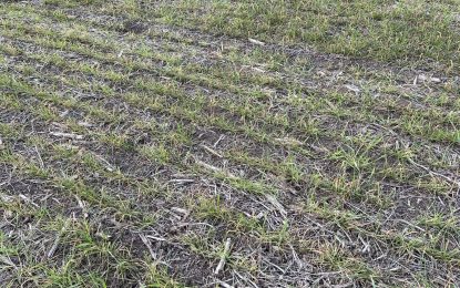 Siguen las heladas y, ante la falta de agua, ya hay lotes de trigo con pérdidas irreversibles