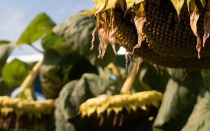 Luz amarilla: el girasol crece, pero lo hace con cada vez menos siembra directa