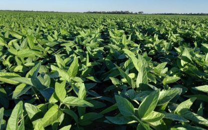 Se acerca la siembra de soja: pautas para el manejo agronómico en otro año de sequía
