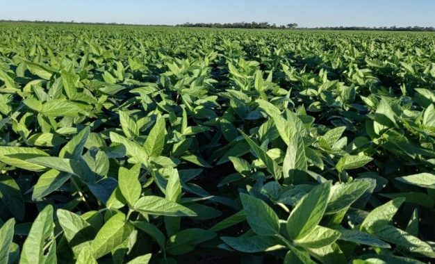 Se acerca la siembra de soja: pautas para el manejo agronómico en otro año de sequía