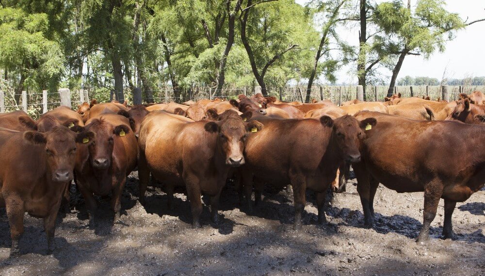 El negocio ganadero, con nubarrones tanto en el mercado interno como en la exportación