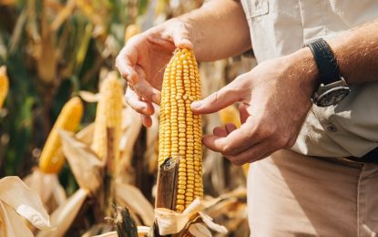 El “desafío maíz”: desde sembrarlo hasta definir en los mercados