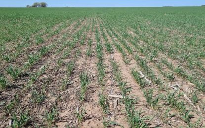 Las lluvias son insuficientes para recuperar las reservas y el trigo camina a su peor cosecha en 7 años