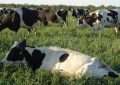 Desde Argentina, se presentó la primera vacuna a nivel mundial para erradicar la leucosis en bovinos