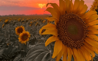 Con 12 sitios confirmados, Aapresid presentó su Red de Girasol